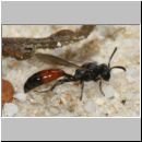 Mimesa sp - Grabwespe 03a 9mm - Teverener Heide.jpg